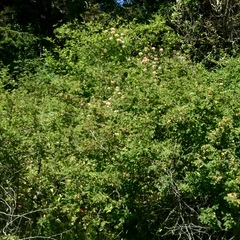 Lonicera hispidula
