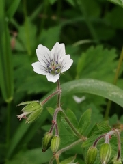 Geranium asiaticum