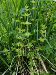 Cruciata glabra krylovii