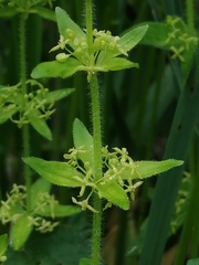 Cruciata glabra krylovii