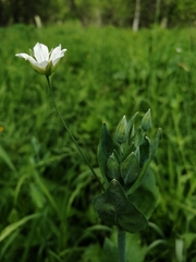 Cerastium davuricum