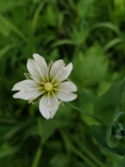 Cerastium davuricum