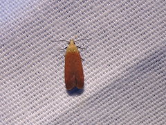 Anacampsis fullonella