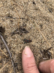 Synanthedon polygoni