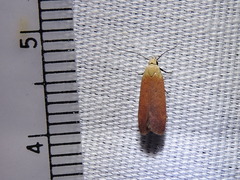 Anacampsis fullonella