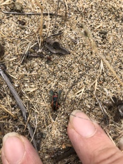 Synanthedon polygoni