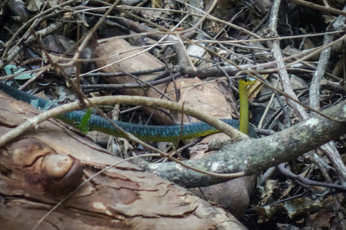 Common Tree Snake sighting