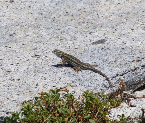 iNaturalist observation photo of Western Fence Lizard