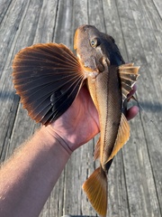 Striped Searobin photo 2