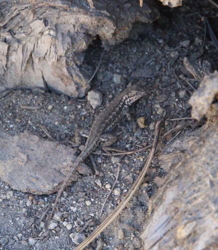 iNaturalist observation photo of Common Sagebrush Lizard