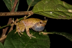 Megophrys