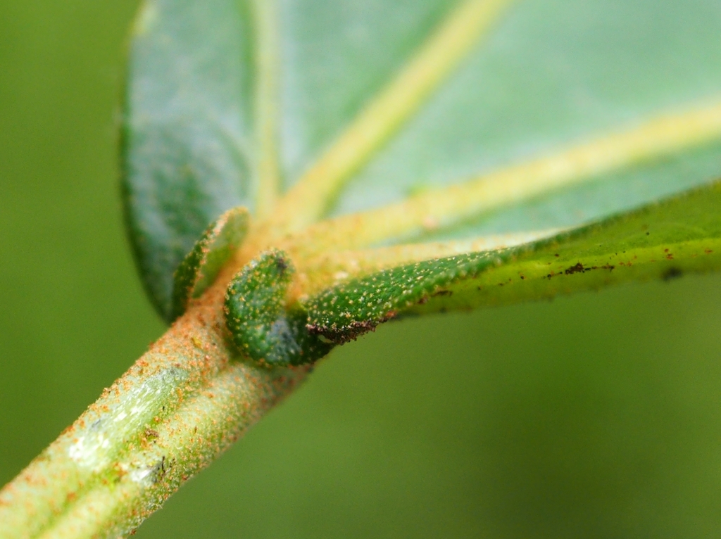 Hampea appendiculata