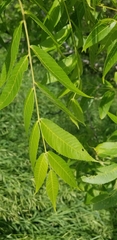 Juglans nigra