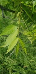 Juglans nigra