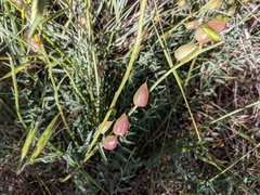 Astragalus reventiformis