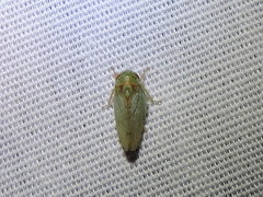 Polana quadrinotata