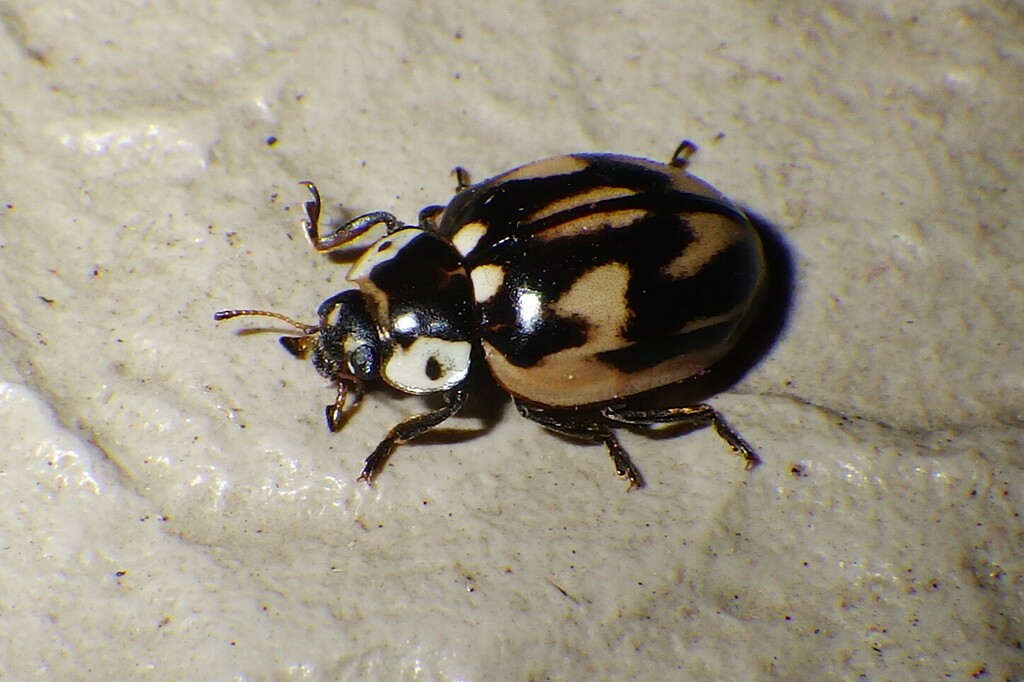 Streaked Lady Beetle