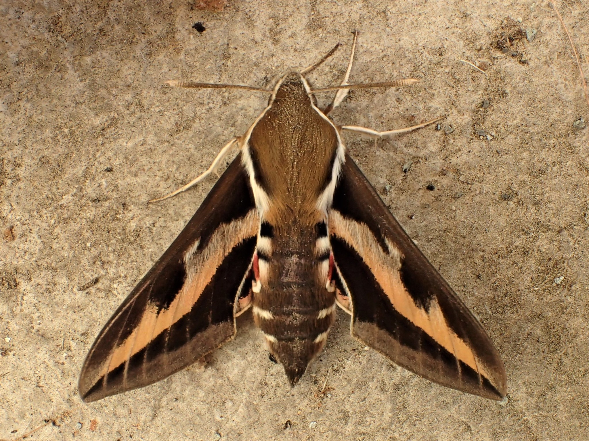 Bedstraw Hawk-moth (Pennsylvania Moths) · iNaturalist