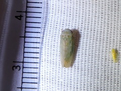 Polana quadrinotata