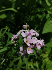Cardamine macrophylla