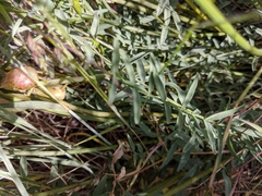 Astragalus reventiformis