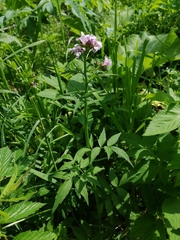 Cardamine macrophylla