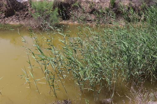 common reed