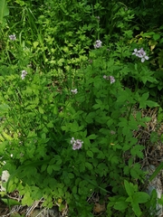 Cardamine macrophylla