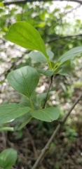 Rhamneae