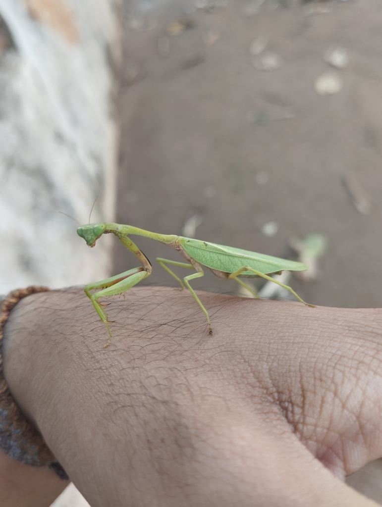 Parastagmatoptera theresopolitana