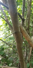 Rhamneae