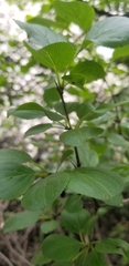Rhamneae