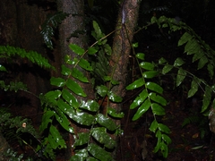 Image of Lomariopsis japurensis
