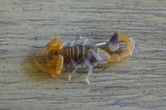 Uroplectes tumidimanus