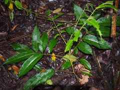 Trichilia septentrionalis image