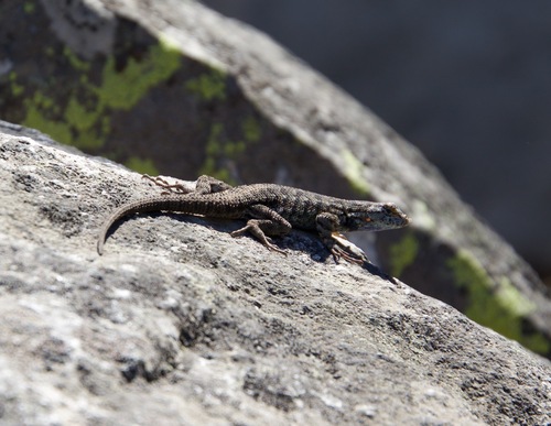 iNaturalist observation photo of Western Fence Lizard