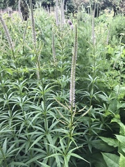 Veronicastrum
