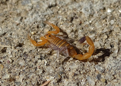 Uroplectes tumidimanus