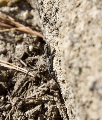 iNaturalist observation photo of Common Sagebrush Lizard