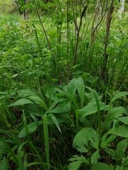 Allium microdictyon