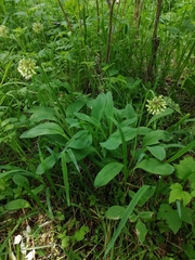 Allium microdictyon