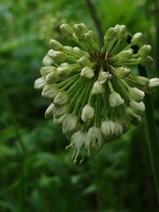 Allium microdictyon
