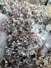 Cladonia coccifera