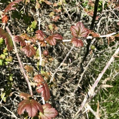 Ribes divaricatum pubiflorum