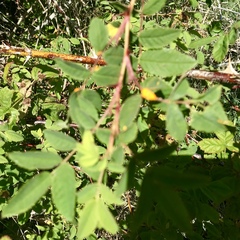 Phragmidium mucronatum