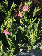 Erythranthe erubescens