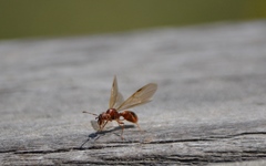 Manica