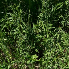 Chamaenerion angustifolium