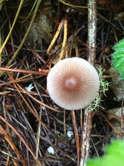 Mycena sanguinolenta