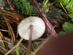 Mycena sanguinolenta